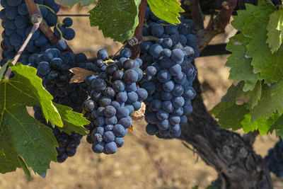 Vineyards of carignano and vermenitno wine, santadi, south sardinia