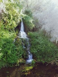 Scenic view of waterfall in forest