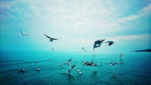 View of birds in calm sea