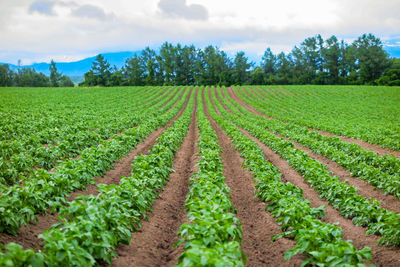 Scenic view of corn field against sky