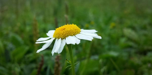 Close-up of white flower