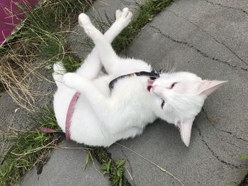 High angle view of white cat