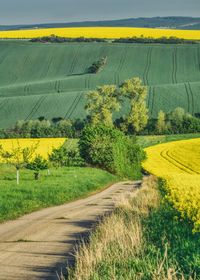 Scenic view of agricultural field