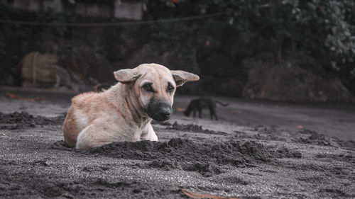 Portrait of a dog lying on land