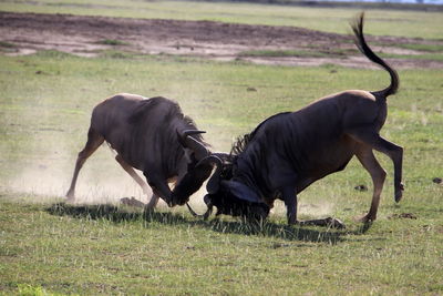 Fighting stripe wildebeests