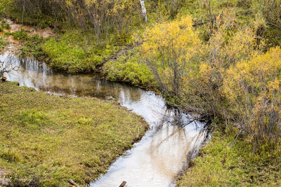 Stream flowing in forest