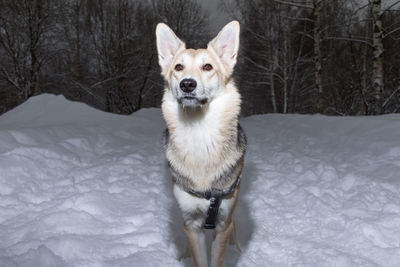 Portrait of dog on snow covered landscape