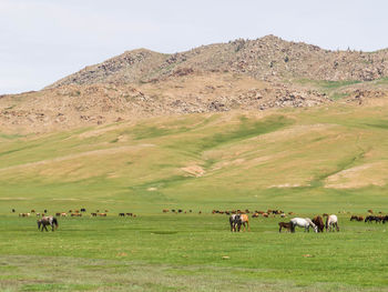 livestock