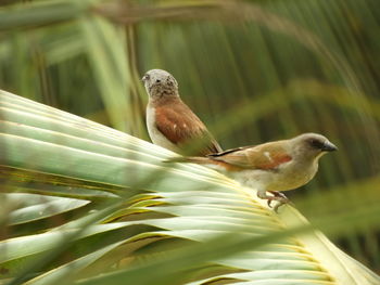 Close-up of birds perching on plant