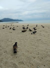 View of sheep on sand