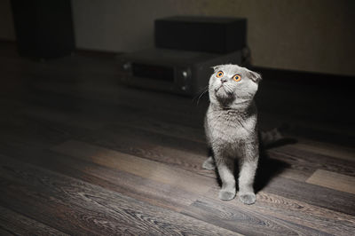 Surprised british shorthair cat sitting on hardwood floor
