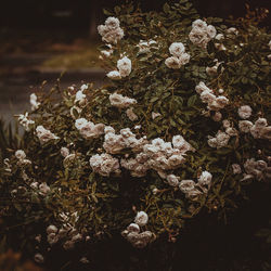 Close-up of flowers blooming outdoors