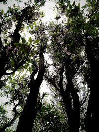 Low angle view of trees