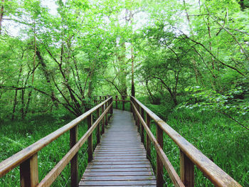 Footbridge amidst trees in forest