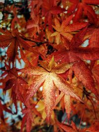 Close-up of maple leaves during autumn