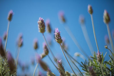 Close-up of flowers against blurred background