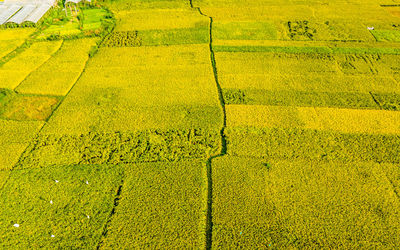 Scenic view of agricultural field