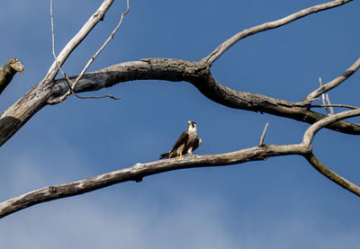 Low angle view of bird perching on tree against sky