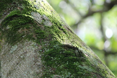 Close-up of moss on tree trunk