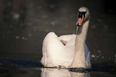 Close-up of swan in lake