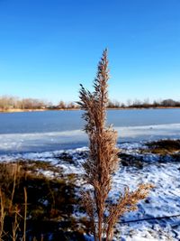 Frozen plant on land against sky during winter