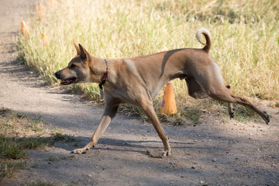 Brown dog running in grass