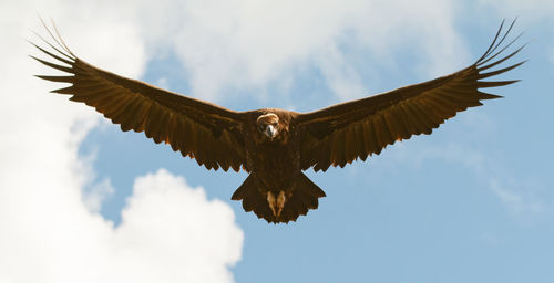 Low angle view of eagle flying against sky