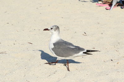 Low angle view of seagull on sand at beach