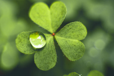 Close-up of green leaves