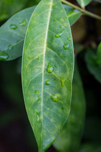 Close-up of wet leaf