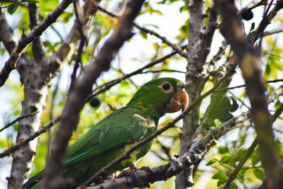 Low angle view of parrot perching on tree