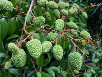 Close-up of fruits growing on tree