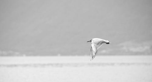 Seagull flying over sea