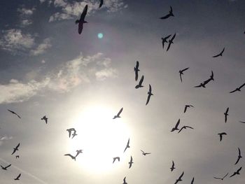 Low angle view of birds flying in sky