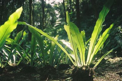 Close-up of fresh green plant in forest