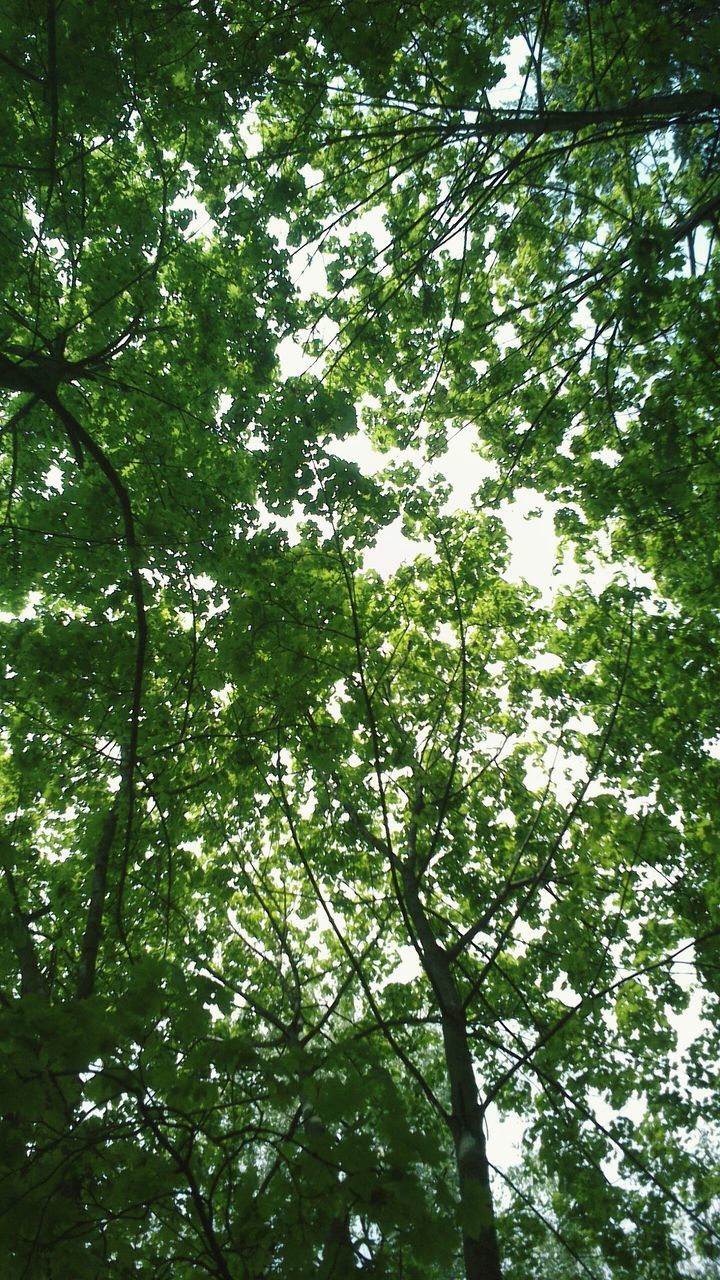 tree, branch, low angle view, growth, nature, tranquility, beauty in nature, green color, forest, tree trunk, leaf, sunlight, lush foliage, scenics, tranquil scene, backgrounds, day, outdoors, full frame, no people