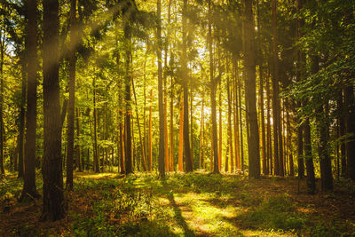 Scenic view of forest