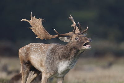 Reindeer standing on land