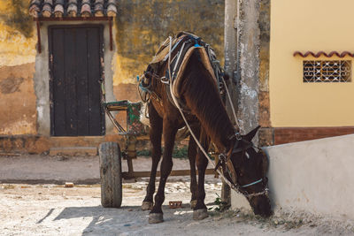 View of a horse