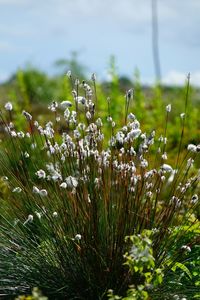 Close-up of flowers growing in field