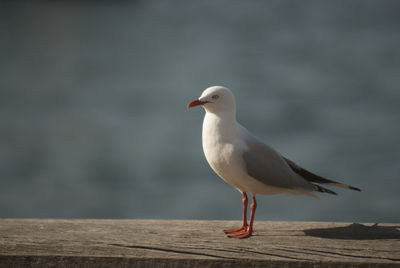 Close-up of seagull on wooden plank against lake