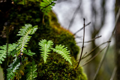 Close-up of plant growing on tree