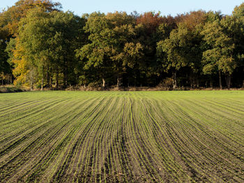 Scenic view of agricultural field