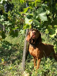 Dog standing by tree