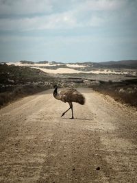 Side view of a bird on land