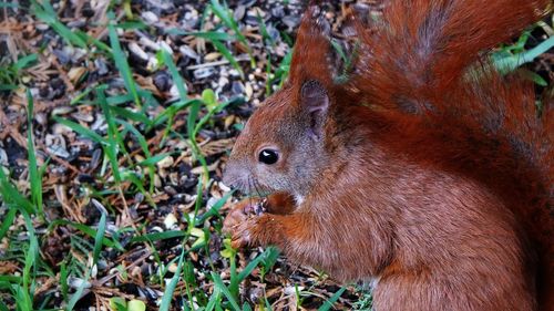 High angle view of squirrel on field