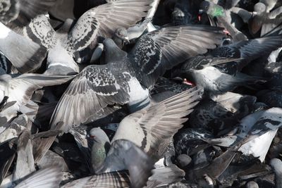 High angle view of birds