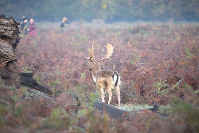 Deer standing in a forest