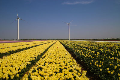 Scenic view of sunflower field against sky