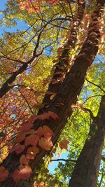 Low angle view of trees